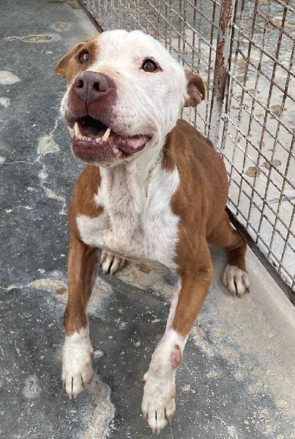 ARLECCHINO, meraviglia di pit Foto 2